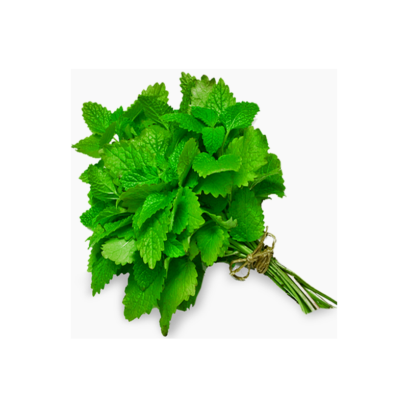 Menthe botte