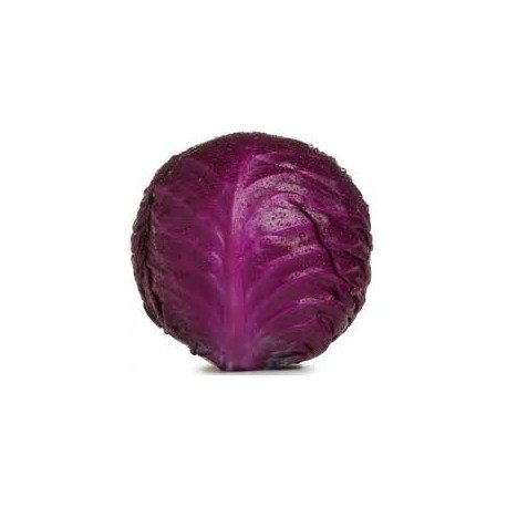 Chou rouge Kg