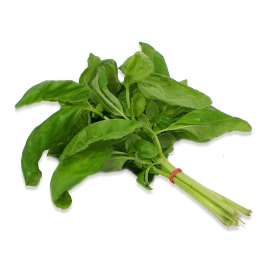 Basilic botte